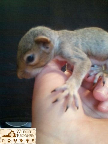 Grey Squirre baby